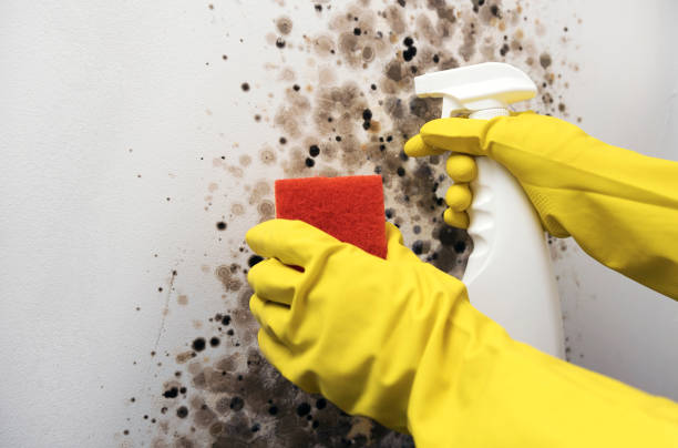 Office Mold Removal Services in Rock Hill, MO